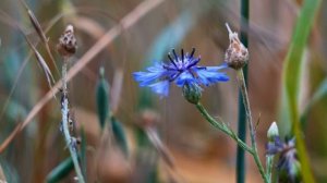 КРАСИВАЯ МУЗЫКА, Спокойная музыка, МУЗЫКА ДЛЯ ДУШИ*Музыка для хорошего настроения*Музыка для релакс