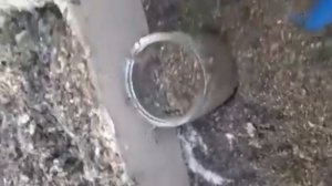 Молярий Восковой Моли - хранение продуктов жизнедеятельности личинки восковой моли зимой (ПЖЛВМ)