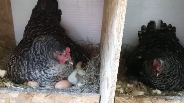 На даче прибавление. смотреть онлайн