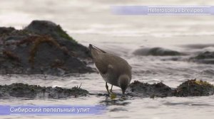 У – Улит сибирский пепельный