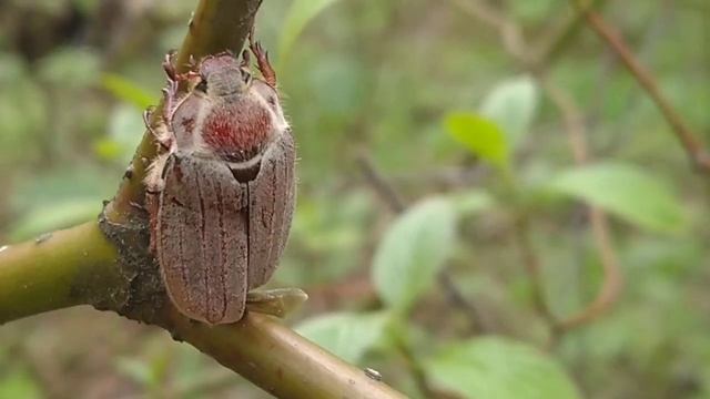 Майский жук/Чефер/Chafer   15.05.2021 #Лосиныйостров #лесопарк #насекомые