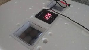 Инкубатор Несушка. Мой первый опыт.