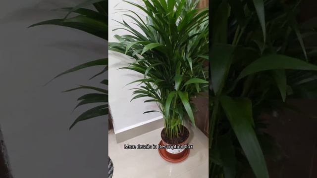 Dypsis Lutescens Potted plant from IKEA ||