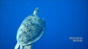 Морская черепаха дышит воздухом.