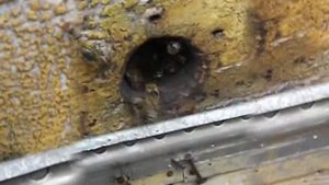 пчелы в сентябре на лапках приносят в улей пыльцу