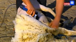 Самая Быстрая Машина Для Стрижки Овец И Вспомогательная Машина Для Ухода За Овцами