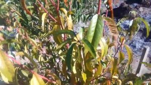 Клястероспориоз персика. Часть 2