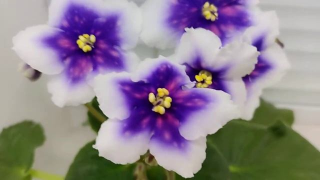 Фиалка Dn-Магiя Неба смотреть онлайн