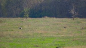 Журавли кормятся на лугу
