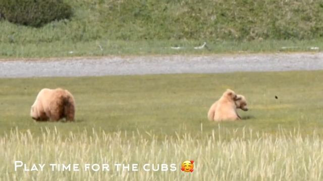 Katmai national park bear viewing 2021 смотреть онлайн