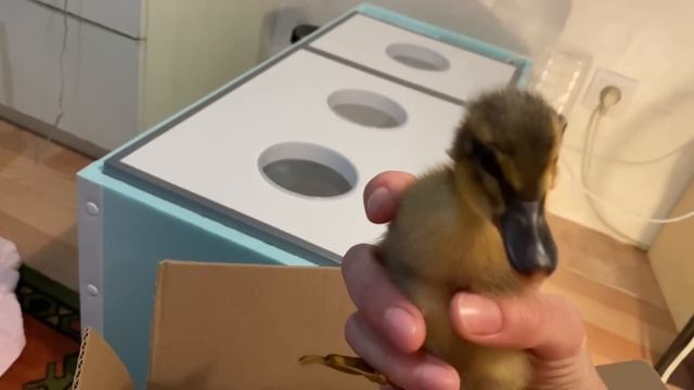 Мечта сбылась! Купила руанских утят! смотреть онлайн