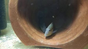 Geophagus-steindachneri breeding