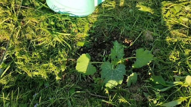 Первая подкормка кабачков и тыкв.