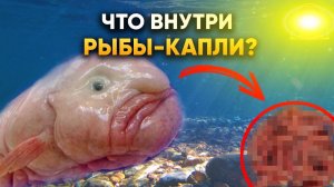 Что такое рыба капля?