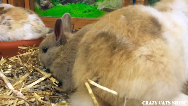 МИЛЫЕ КРОЛИКИ | FUNNY RABBITS | FULLHD смотреть онлайн