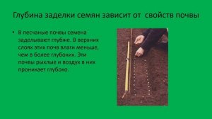Правила заделки семян в почву биология 7 кл.mp4