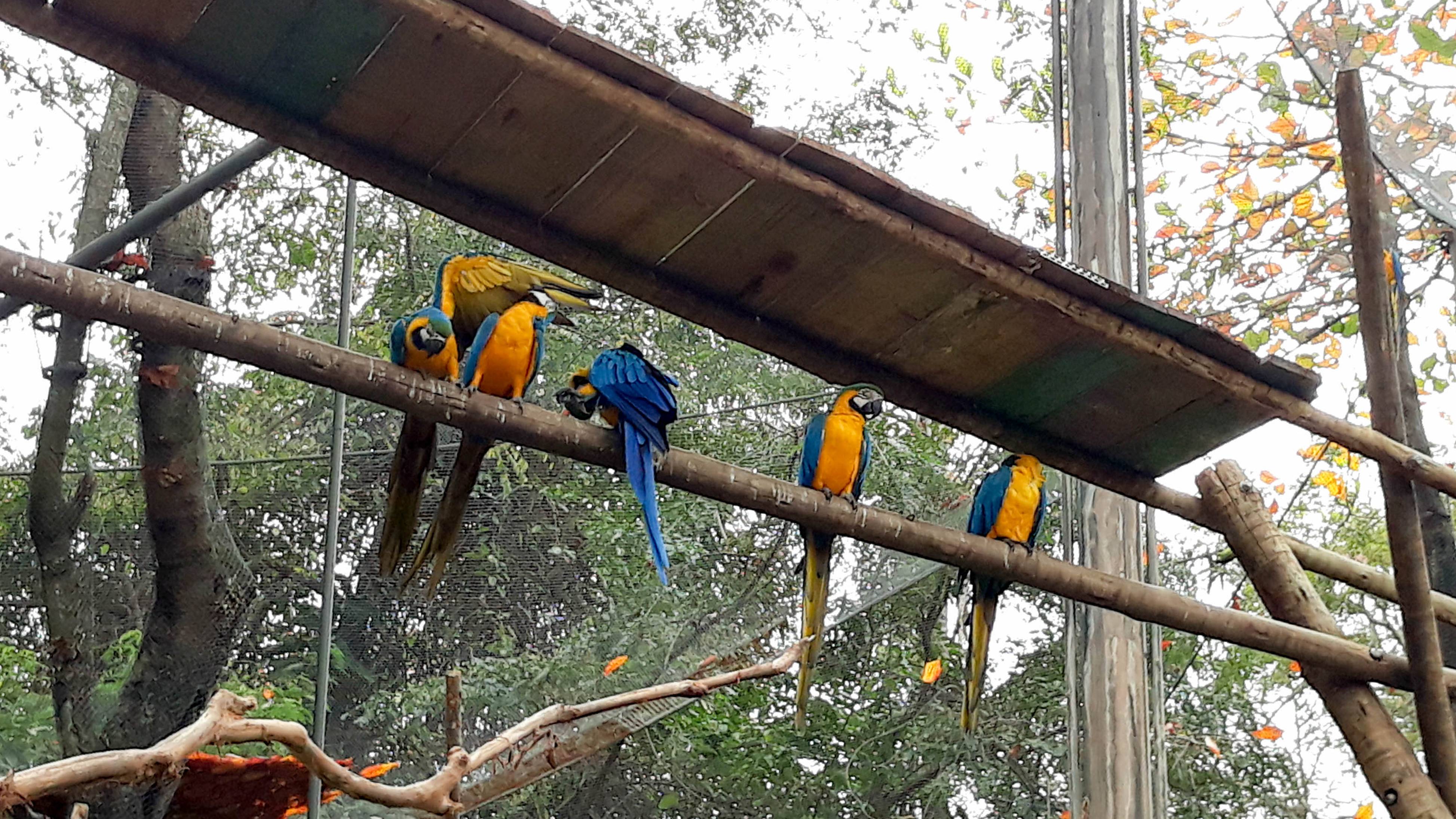 Бразилия. Зоопарк в Рио. 10.10.2022г.