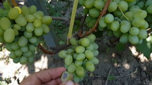 Виноград ПОДАРОК ЗАПОРОЖЬЯ.