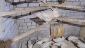 БРОЙЛЕР БЕЗ ХИМИИ!? ЯЙЦА КРУГЛЫЙ ГОД ОТ КУР? НЕСУШЕК!ЧЕМ МЫ КОРМИМ И КАК СОДЕРЖИМ???