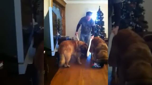 Leonberger Christmas смотреть онлайн