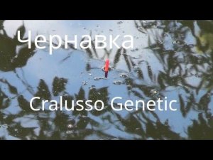 Чернавка — Cralusso Genetic