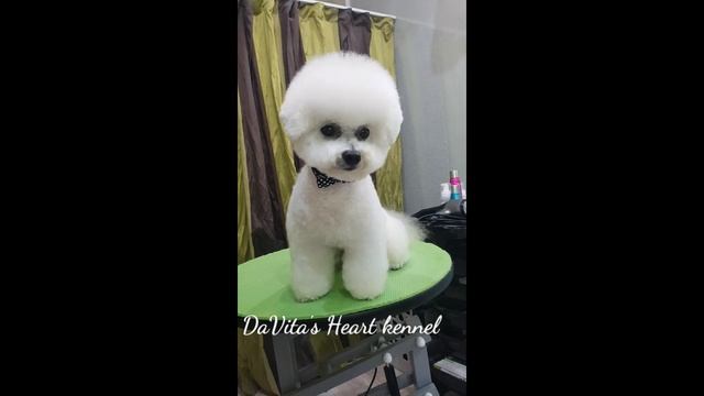 Груминг для бишон фризе Сёмы в августе 2020 г. смотреть онлайн