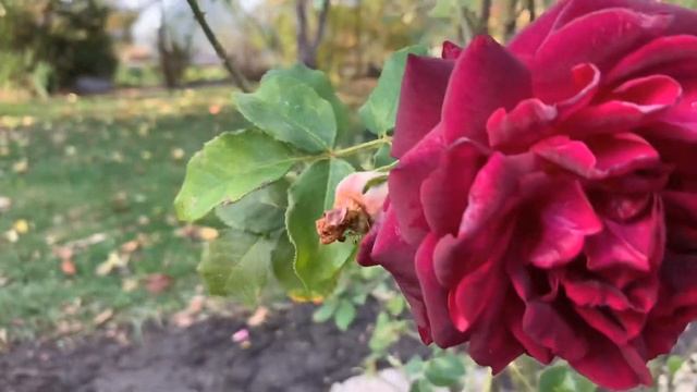 Обрезка шраба Munstead Wood ??? смотреть онлайн