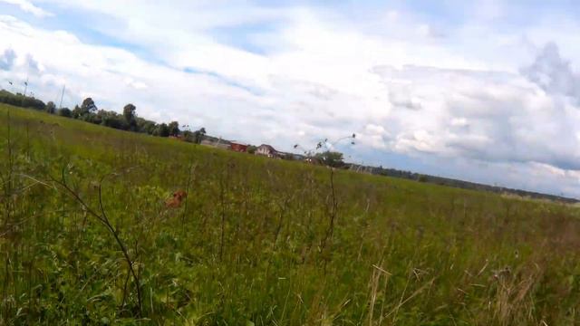 Венгерская выжла Адель, куропатка смотреть онлайн