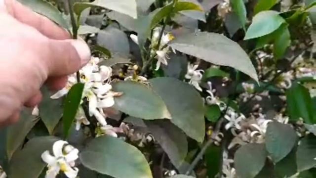 ЛИМОННЫЙ УХОД ЛИМОН ГУЛИНИ ТУКИЛИШИ LIMON ETISHTIRISH ЛИМОН ПАРВАРИШИ выращивание лимона из косточк