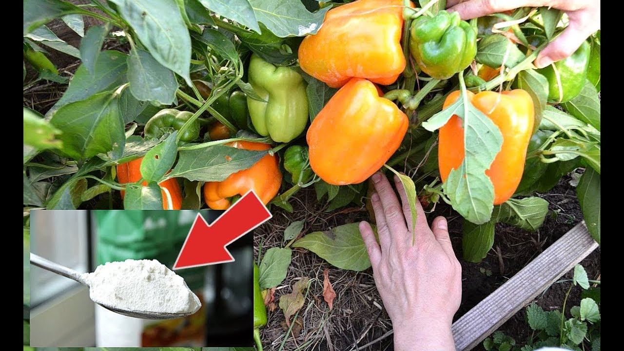 3 подкормки для перца в июле для урожая вашей мечты! Чем подкормить перец во время плодоношения??
