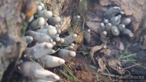 DEAD MAN's FINGERS - Xylaria Polymorpha