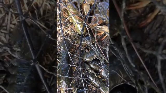 Выловленные речные раки смотреть онлайн