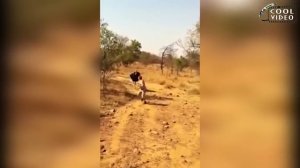 Приколы 13 смешные нападения животных на людей