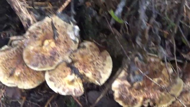 Грибы Чешуйчатки. Как распознать. Малоизвестные съедобные грибы. смотреть онлайн