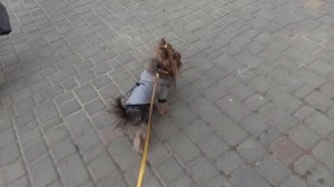 DogVlog. Как отучить собаку лаять на других собак. Что делать, если йоркширский терьер лает на соба