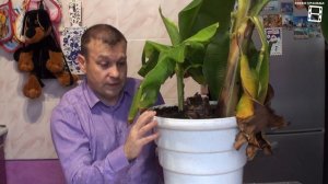 КОГДА ПЛОДОНОСИТ БАНАН? УСЛОВИЯ ВЫРАЩИВАНИЯ БАНАНА. СКОЛЬКО ЖИВЕТ КАРЛИКОВЫЙ БАНАН? ЭКЗОТИКА