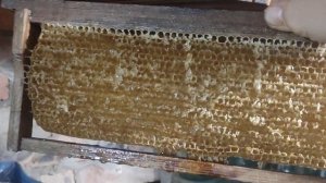 Обсушивать рамки после откачки меда или нет?