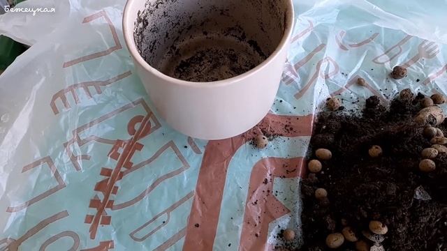 У денежного дерева листья покраснели и стали мягкими. Спасаю свою крассулу