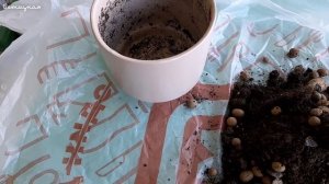 У денежного дерева листья покраснели и стали мягкими. Спасаю свою крассулу