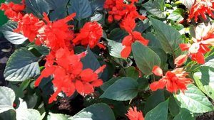 Сальвия / Шалфей сверкающий / Шалфей блестящий / Salvia splendens