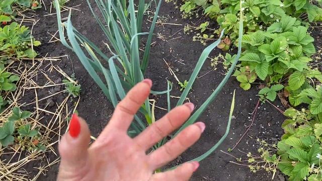 НЕ❌ВЫРАЩИВАТЬ?КЛУБНИКУ как все, лучшие сорта для дачников и огородников//Клубника Пегас, Русановка