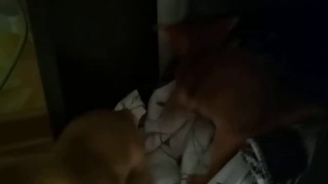 Абиссинские котята