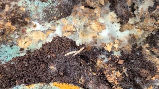 Продолжение эксперимента по размножению ТРИХОДЕРМЫ ( Продаю семена томатов) смотреть онлайн