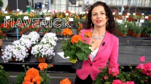 Syngenta Flowers presents Maverick Pelargonium