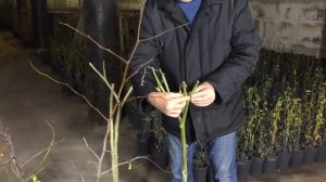 Бругмансия зимой и другие растения в подвале.