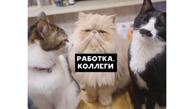 Мем держи кота