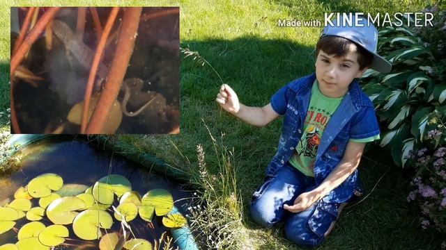 Тритон в садовом пруду смотреть онлайн