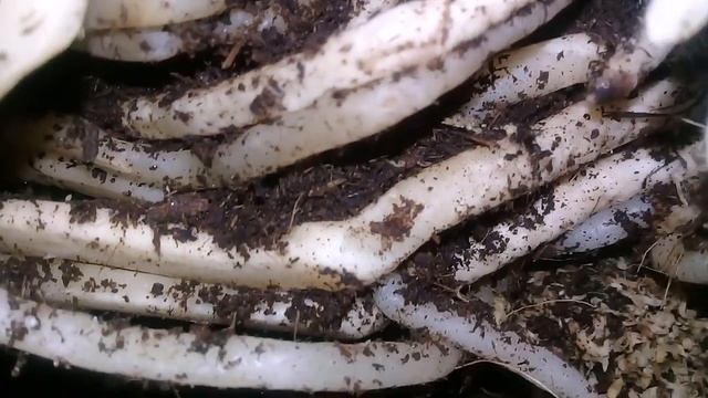 пересадка мини цимбидиума смотреть онлайн