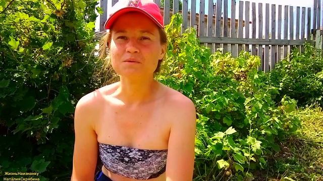 СБОР И ЗАГОТОВКА ИЗ БЕЛОЙ СМОРОДИНЫ НА ЗИМУ.ДОКОСИЛИ УЧАСТОК.ПОДВЯЗАЛА ФАСОЛЬ.ИЮЛЬ 2023.