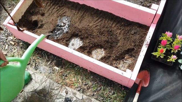 Посадка Цинерарии в открытый грунт.